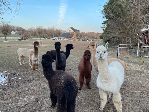 Joy Suite - Farmstay Alpacas Horses Rare Chicks