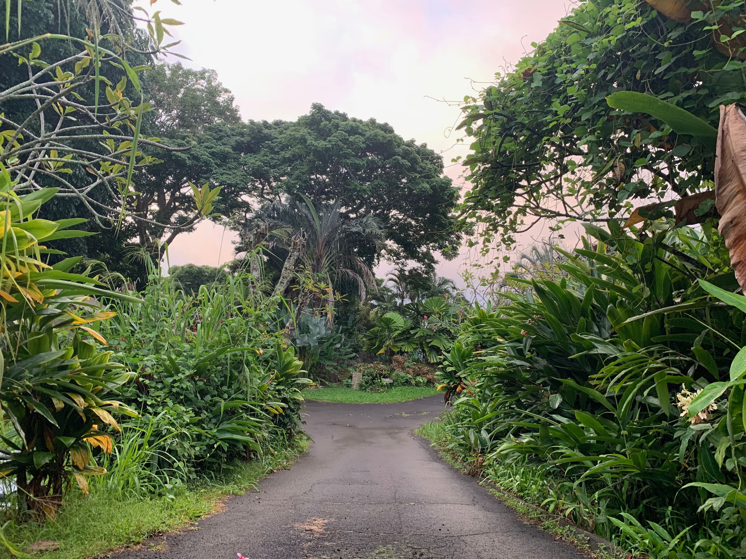 Unplug and Reset: Jungle Canopy among the trees - Photo 15