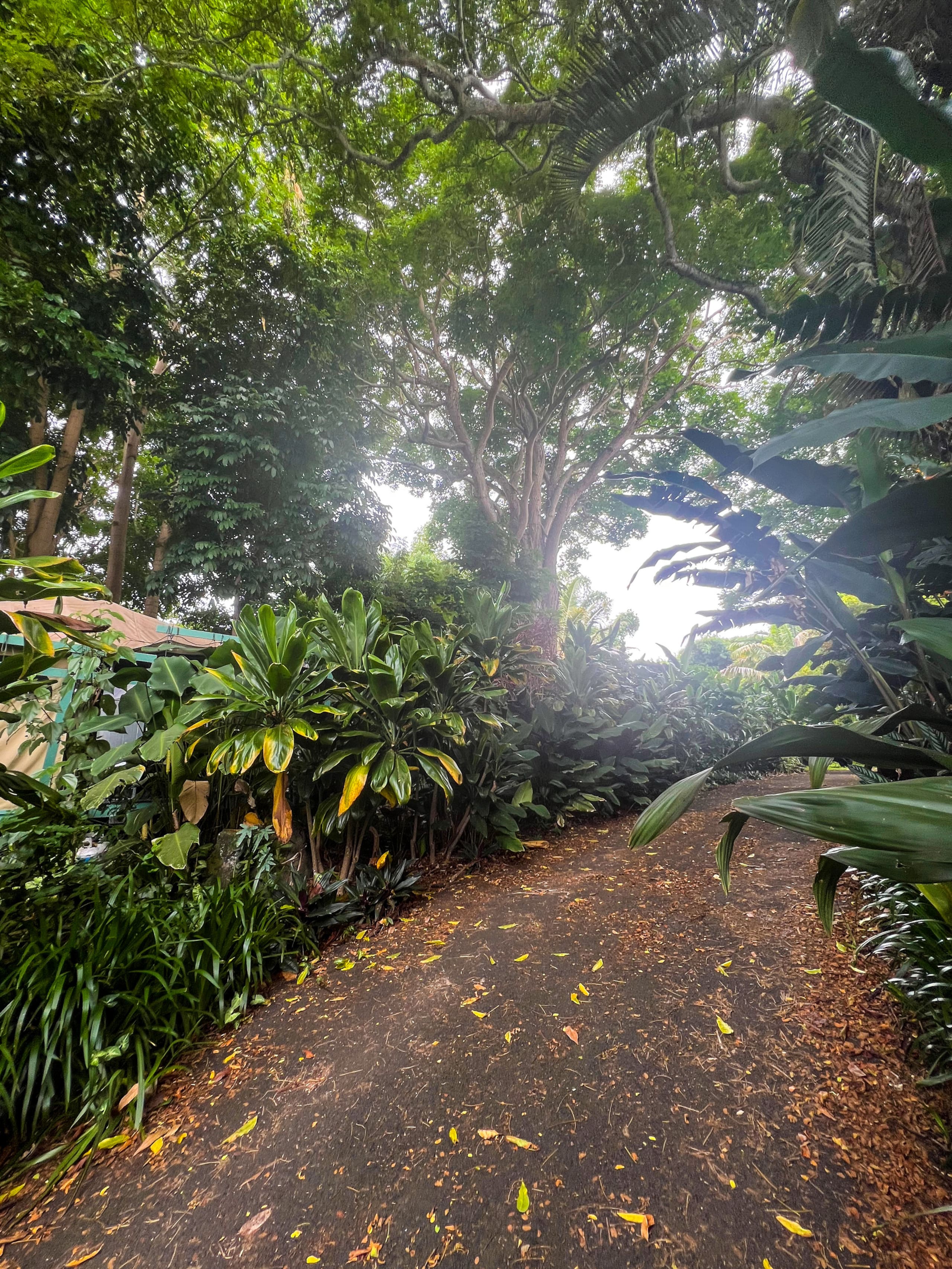 Unplug and Reset: Jungle Canopy among the trees - Photo 16