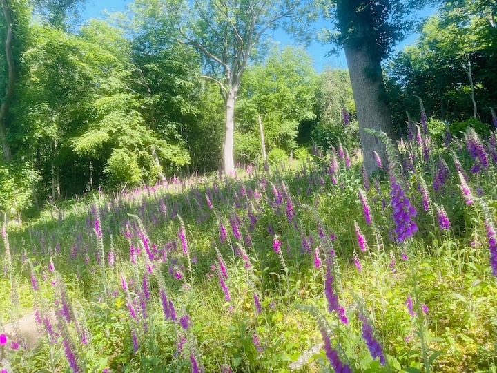 Ancient woodland at Lime Cross Nursery. 