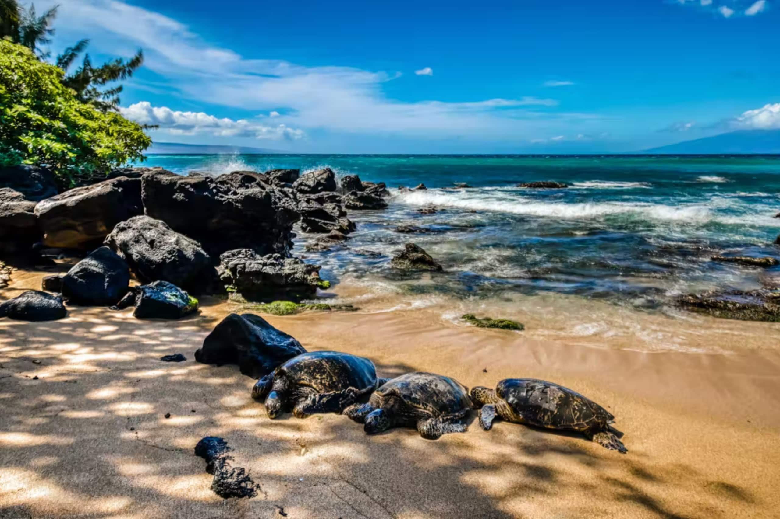 Condo in Lahaina · ★4.95 · 1 bedroom · 2 beds · 1 bath - Image 21