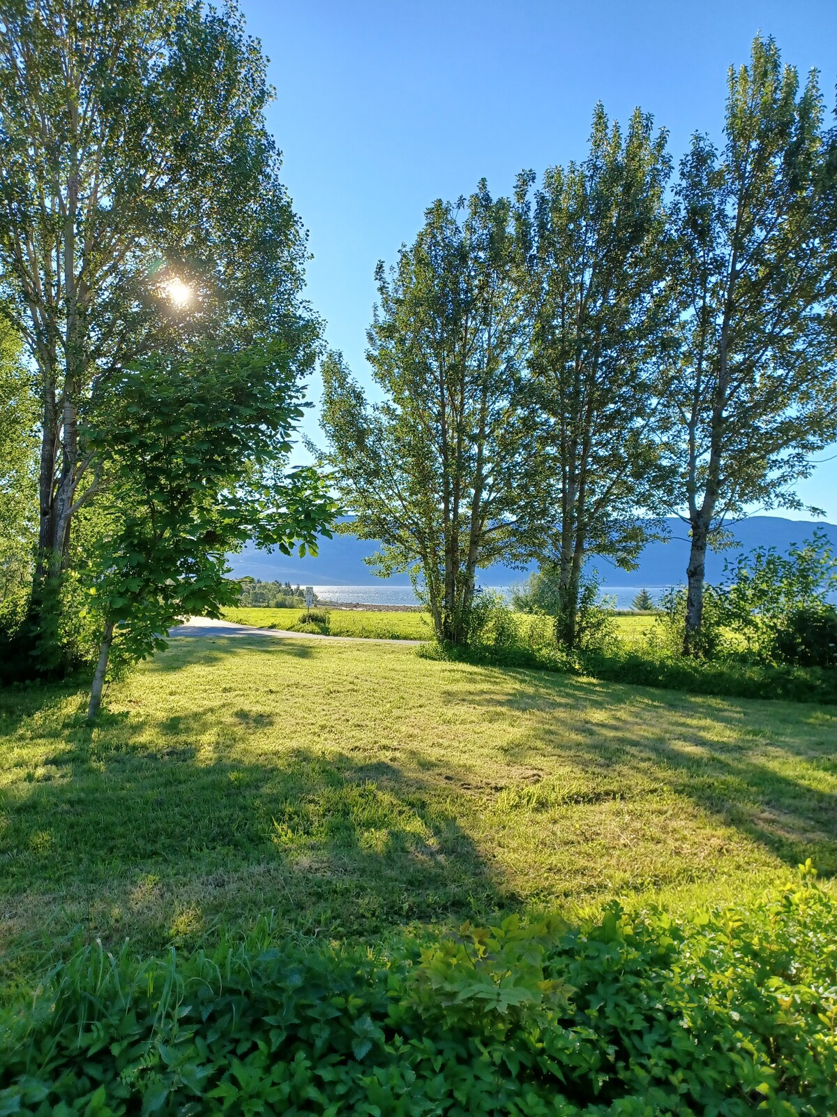 A serene outdoor area is shown with lush green grass and several tall trees providing shade. The sunlight filters through the leaves, casting dappled shadows on the ground. A scenic view of the landscape is visible in the distance.