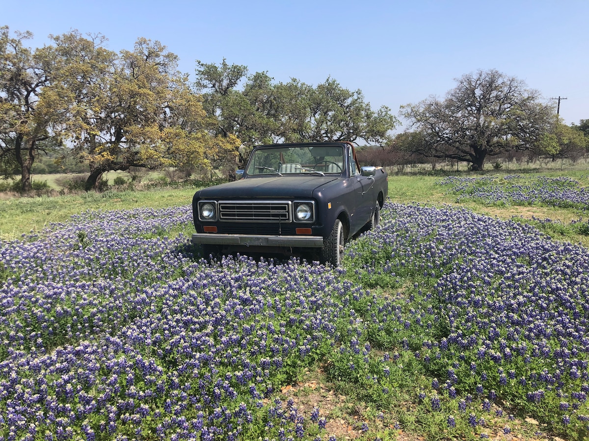 A vintage convertible truck is parked amidst a field of vibrant bluebonnet flowers, creating a scenic and colorful landscape. Lush green trees provide a natural backdrop, contributing to a peaceful rural setting.