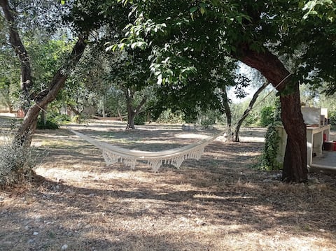 A home among the olive trees 2