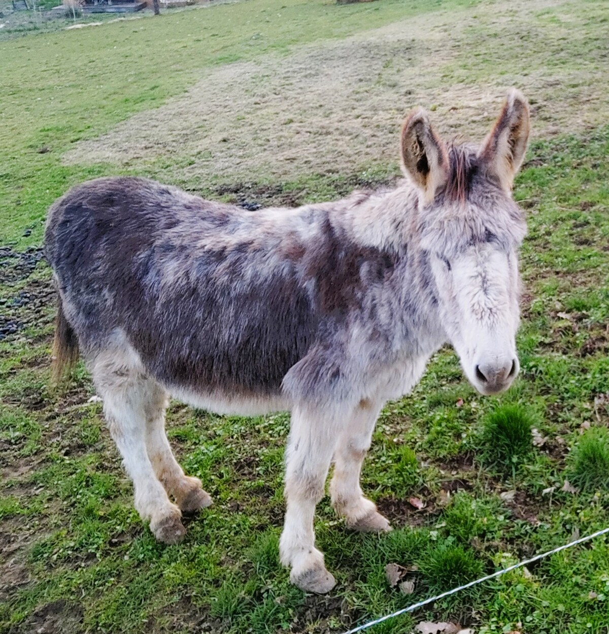 A gentle-looking donkey stands in a green field, featuring a speckled coat of grey and white fur. The animal's large ears are perked up, and its calm stance blends seamlessly with the natural surroundings of grass and scattered patches of earth.
