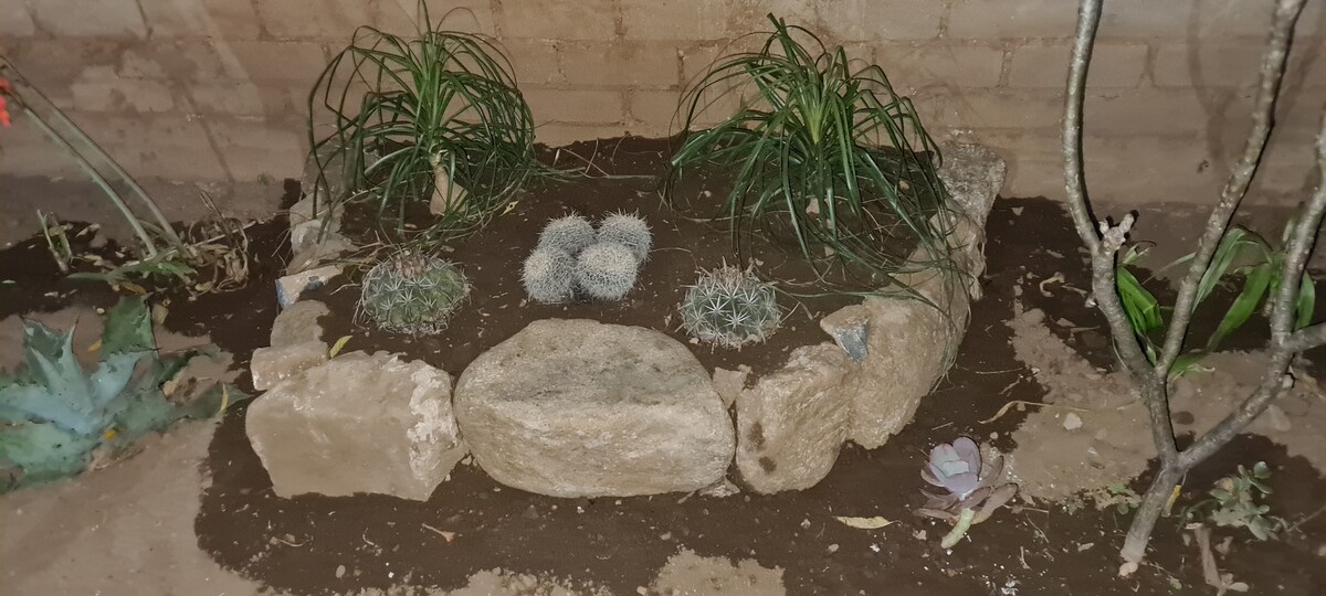 A small garden area is outlined with large stones, featuring several clusters of cacti and green plants. The earthy soil complements the natural elements, creating a tranquil setting that invites relaxation and connection with nature.
