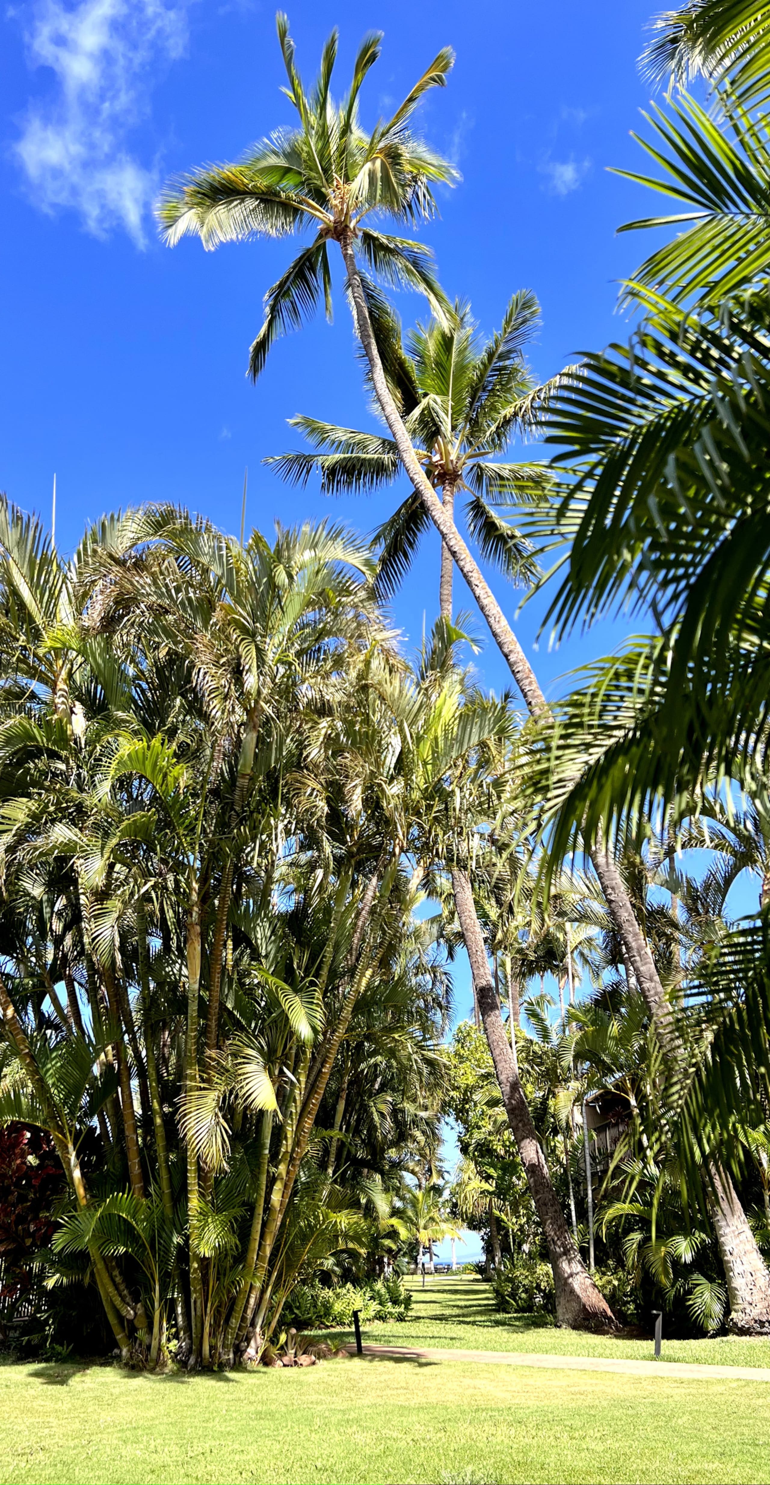 Condo in Lahaina · ★5.0 · 2 bedrooms · 4 beds · 2 baths - Image 5