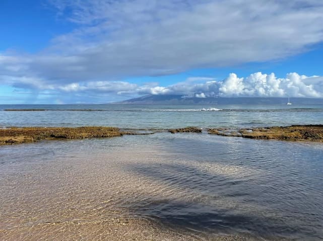 Tropical Oasis By The Sea