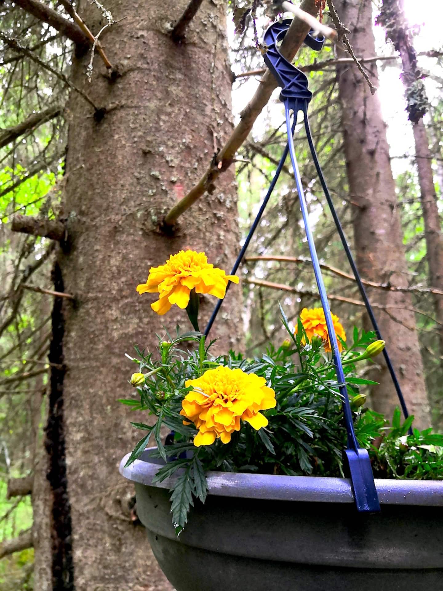 Havukota Glamping& Private Nature Protected Forest 3