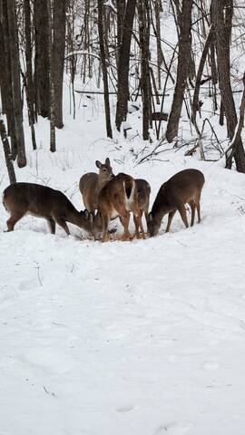 Waterfront Fishing and Hunting on the Rush River! gallery image 3
