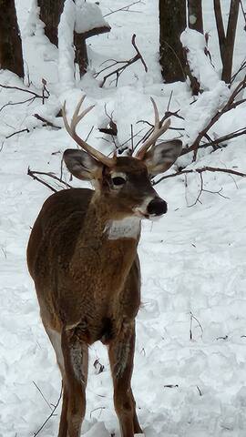 Waterfront Fishing and Hunting on the Rush River! gallery image 2