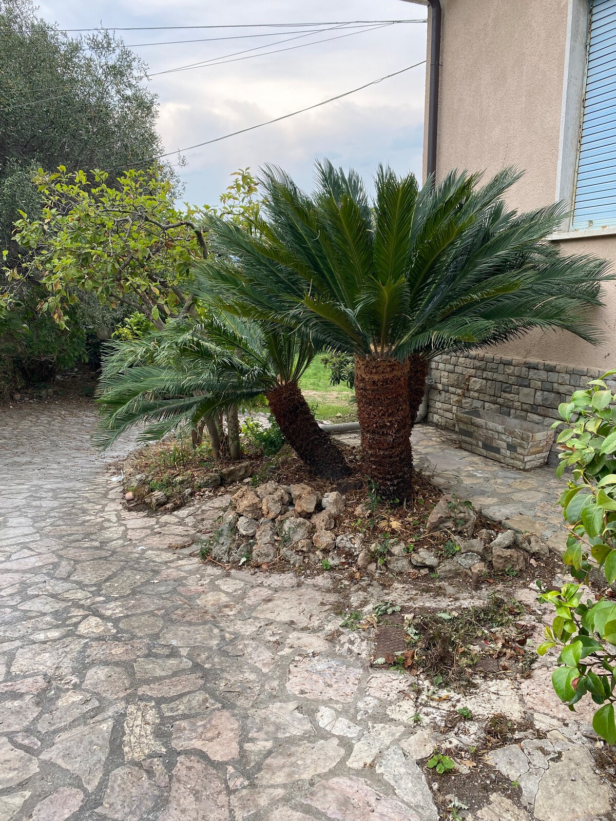 The Garden of the Cycas - Vacation homes for Rent in Romito Magra, Liguria,  Italy - Airbnb