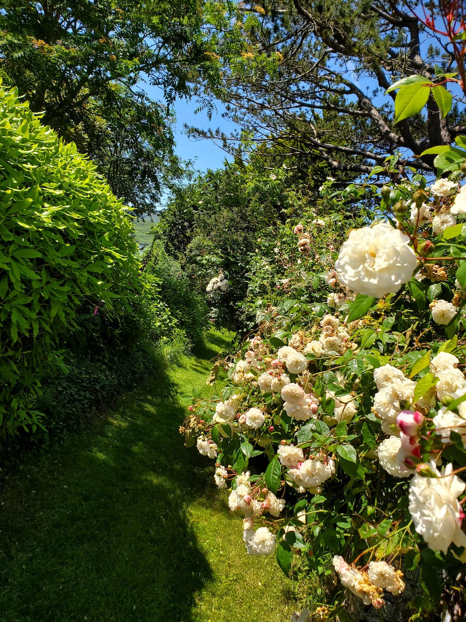 The Cottage at Lakefield, in four acres of lakeside garden, Killorglin, County Kerry, Ireland, photo 4 of 10