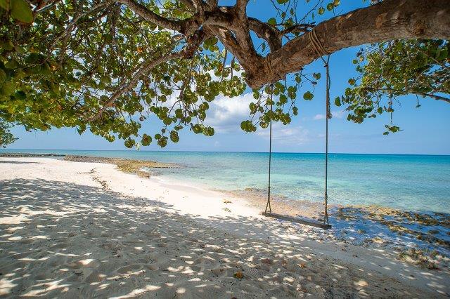 A sandy beach is lined with clear turquoise waters, bordered by a vibrant tree offering shade. An inviting swing hangs from a sturdy branch, gently swaying in the breeze, while the calm ocean extends to the horizon under a clear blue sky.