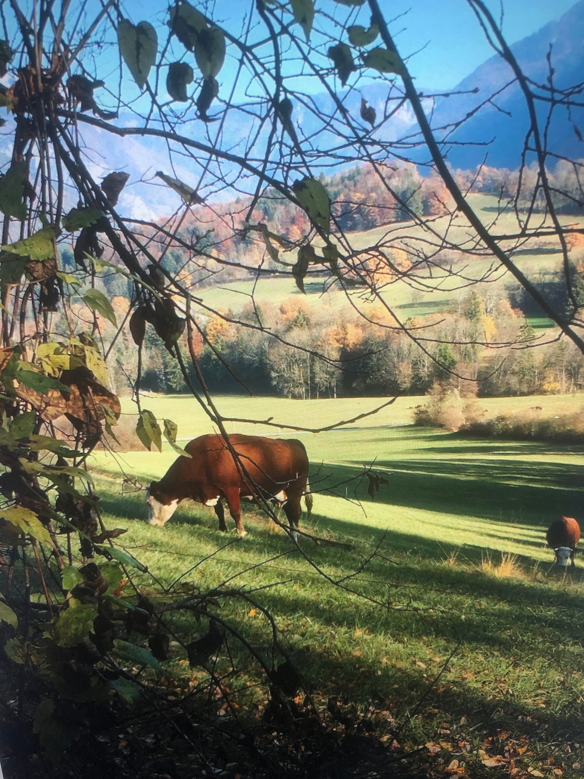 A serene landscape is framed by branches with leaves, showcasing tranquil pastures. Grazing cows are visible in the lush green fields, with a backdrop of rolling hills and trees in varying autumn hues under a clear sky.