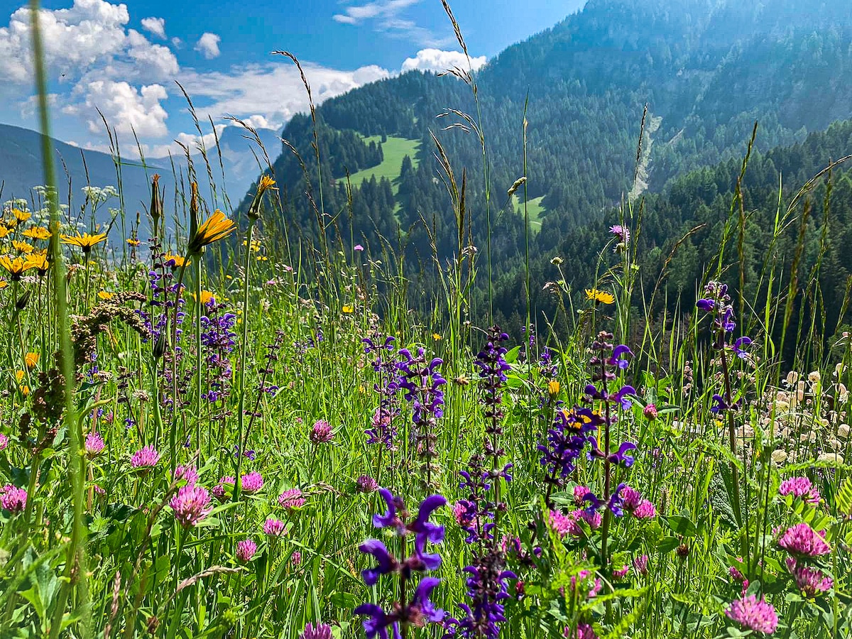 A vibrant display of wildflowers is seen in a green meadow, featuring a variety of purple, yellow, and white blooms. The background showcases rolling hills and dense forests, with a clear blue sky dotted with fluffy clouds.