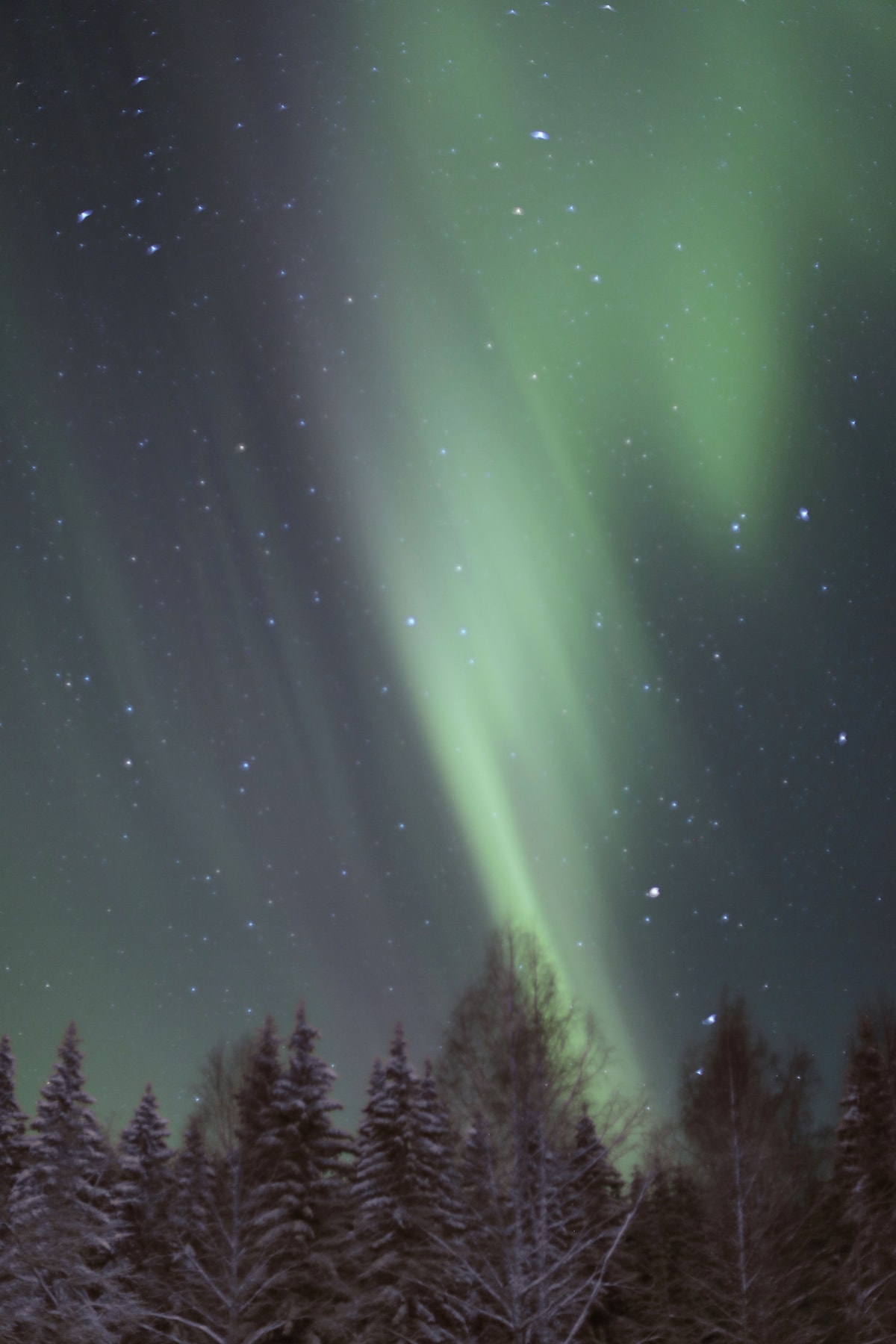 A vibrant display of the northern lights illuminates the night sky, with shades of green swirling above a silhouette of tree tops. The starry sky is visible, adding depth to the tranquil scene, creating a serene backdrop for the natural phenomena.