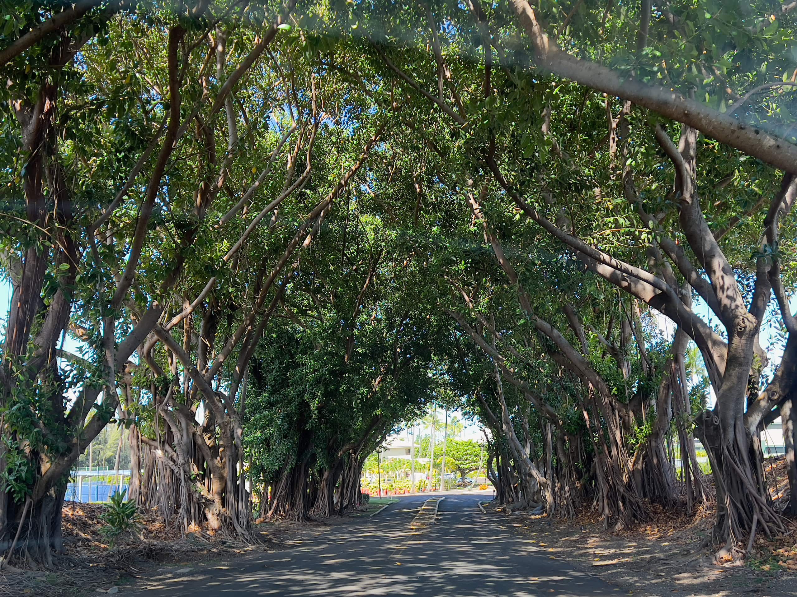 Condo in Lihue · ★4.92 · 1 bedroom · 1 bed · 1 bath - Image 35