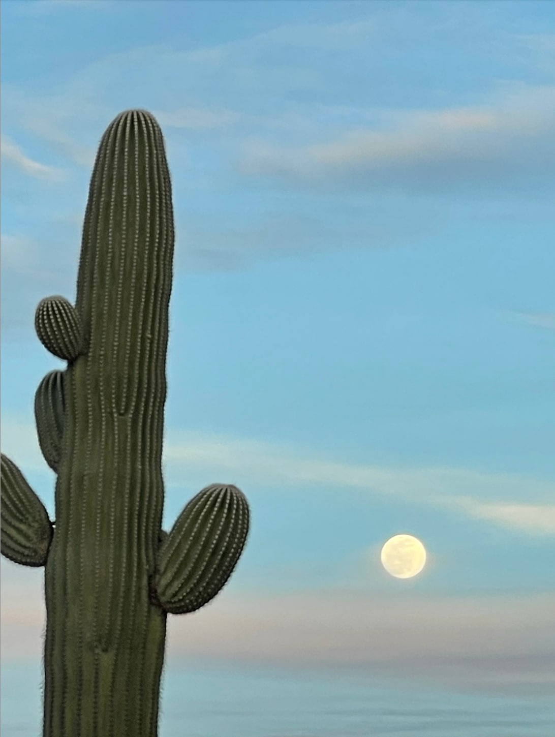 A tall saguaro cactus stands prominently against a soft blue sky, with a full moon visible in the background. The moon's glowing surface reflects light, creating a serene atmosphere.