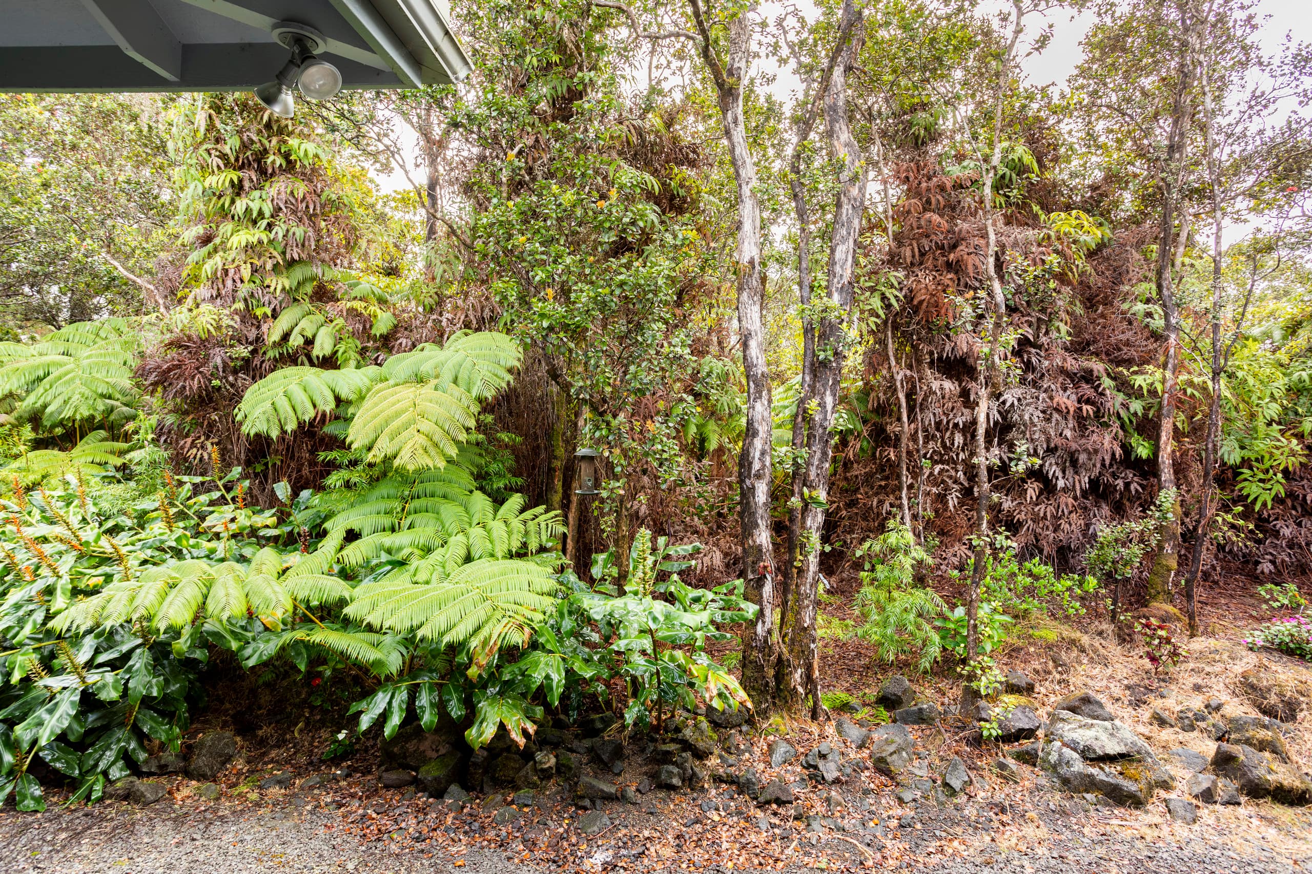 Home in Volcano · ★4.85 · 3 bedrooms · 4 beds · 2 private baths - Image 41