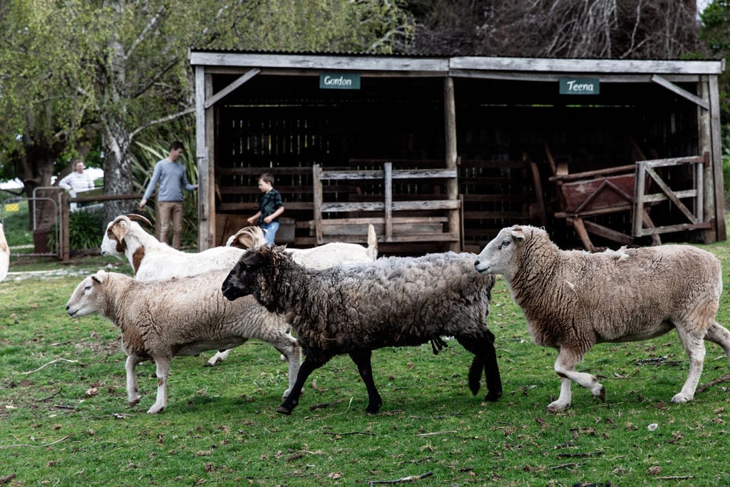 A group of sheep is seen grazing in a grassy field, with several goats observed in the background near a wooden barn. Two children interact playfully, with one child running beside the flock. The scene is framed by trees showing early signs of spring foliage.