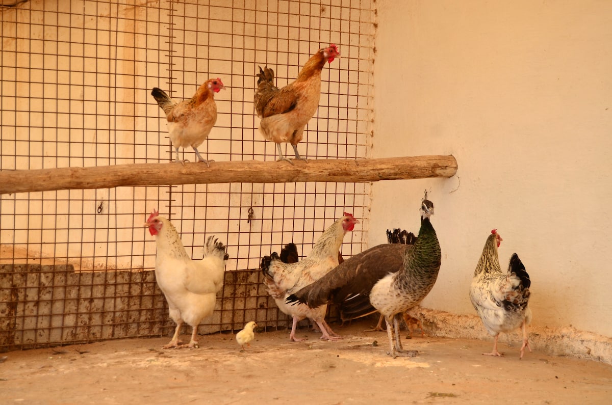 A group of chickens and a peacock are positioned inside a fenced enclosure. Some chickens are perched on a wooden beam while others are on the ground. The space has a sandy floor and simple white walls, creating a natural setting for the animals.