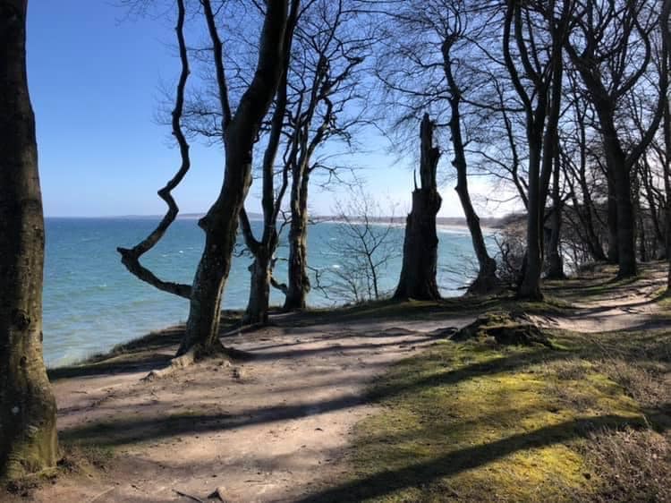 A scenic path lined with bare trees leads to a serene body of water. Soft sunlight reflects on the turquoise surface, and the landscape is dotted with patches of grass, creating a peaceful natural setting.