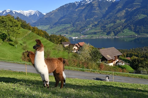 Vacation home on the llama farm
