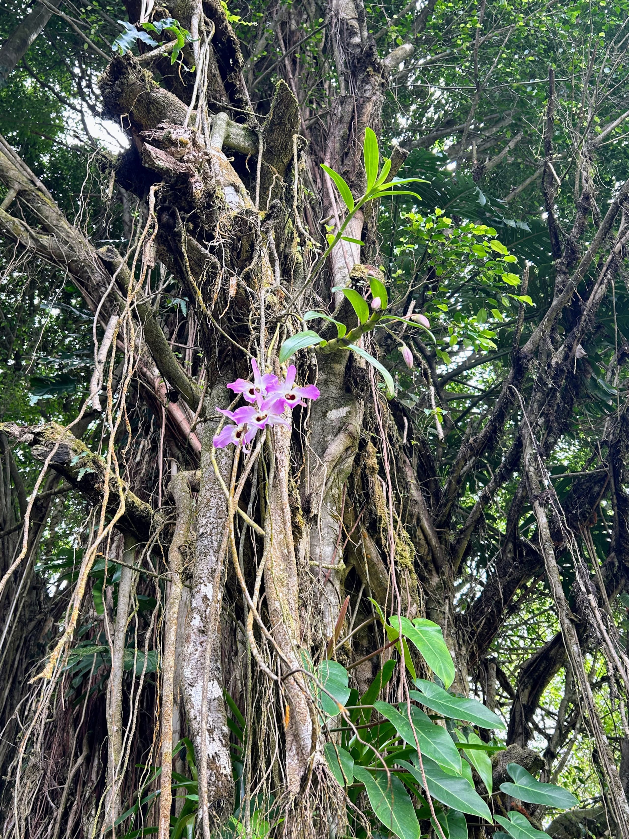 Rainforest Retreat Sun Cottage near Volcano Park - Photo 24
