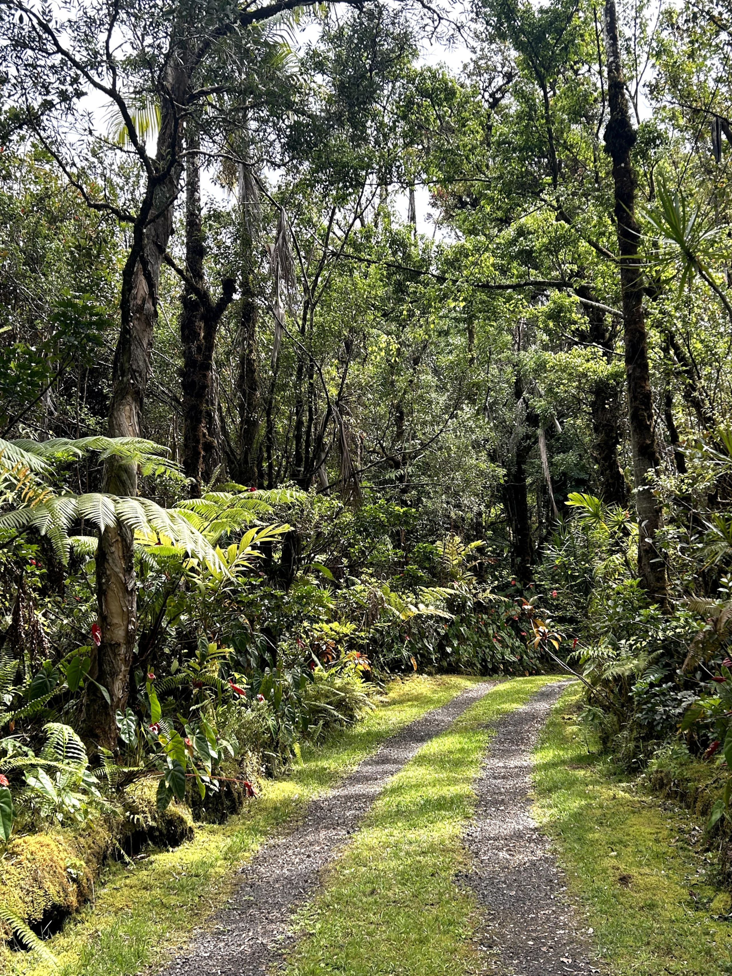 Rainforest Retreat Sun Cottage near Volcano Park - Photo 26