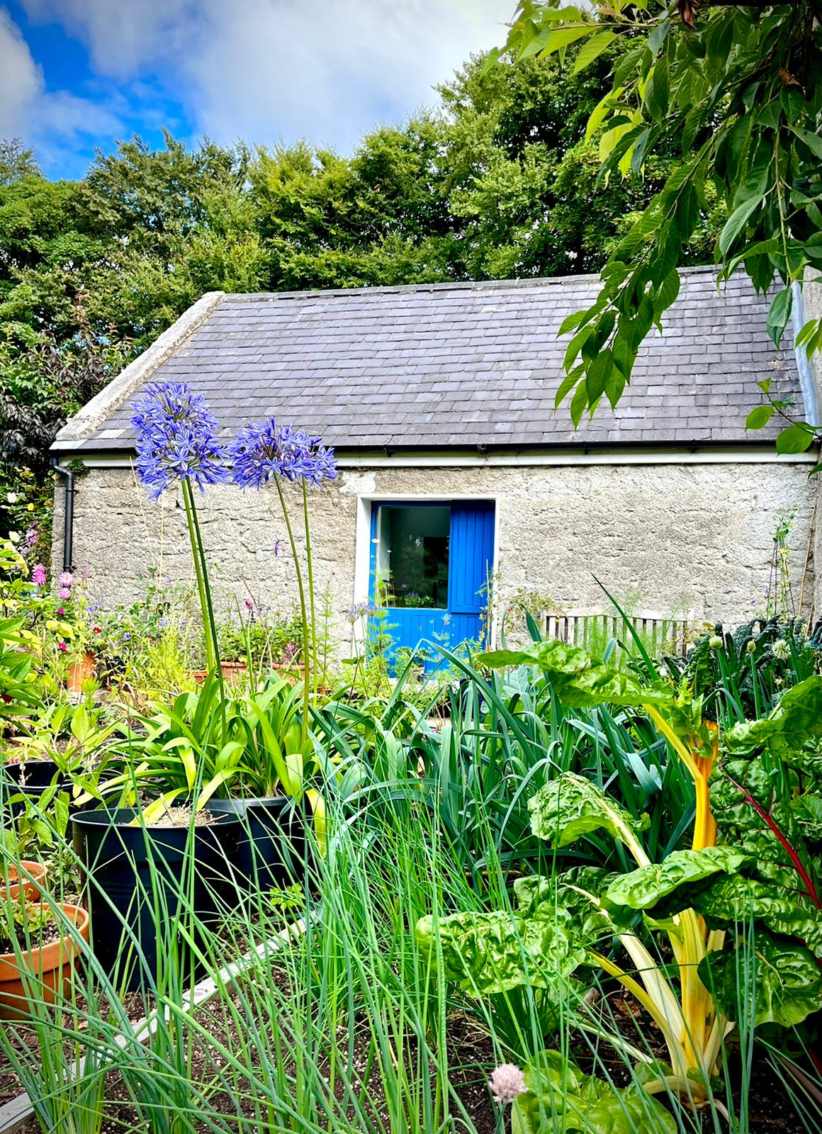 A quaint garden view showcases a stone structure with a blue door, framed by vibrant flowers and greenery. Tall blue agapanthus plants rise prominently, while lush vegetables and herbs create a colorful foreground, enhancing the garden's natural beauty.