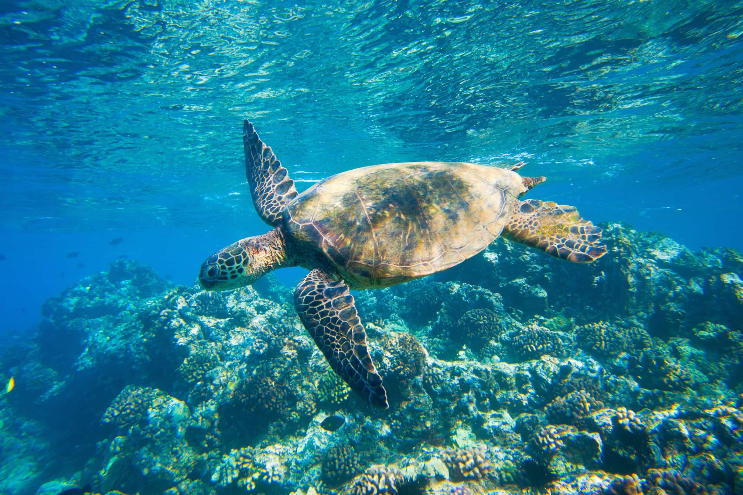 North Shore Maui. Kuau Studio by the beach - Image 28