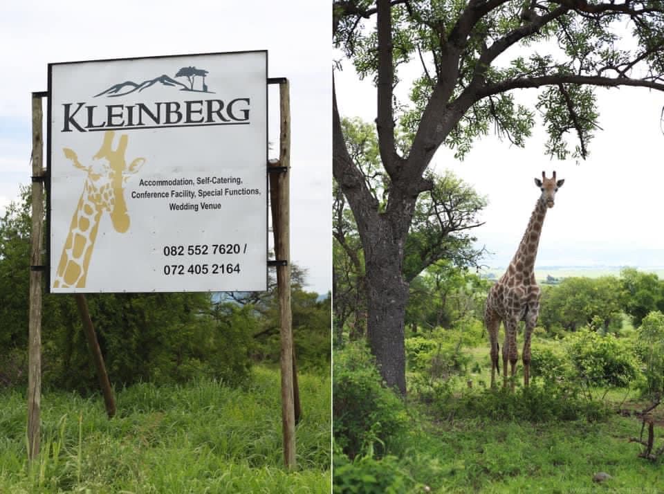 A large welcoming sign displays the name 'Kleinberg' along with its services, set against a backdrop of lush greenery. Nearby, a solitary giraffe stands gracefully among the trees, showcasing its long neck and serene demeanor in the natural surroundings.