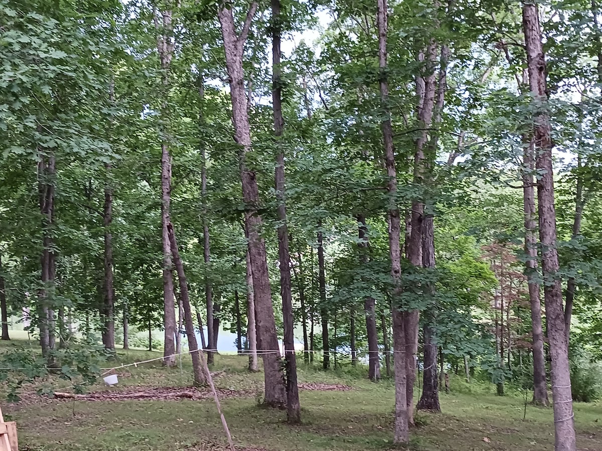 A wooded area is shown with numerous tall trees offering a lush green canopy. The ground is covered in grass, creating a natural open space. In the background, glimpses of a lake can be seen through the foliage, enhancing the serene landscape.