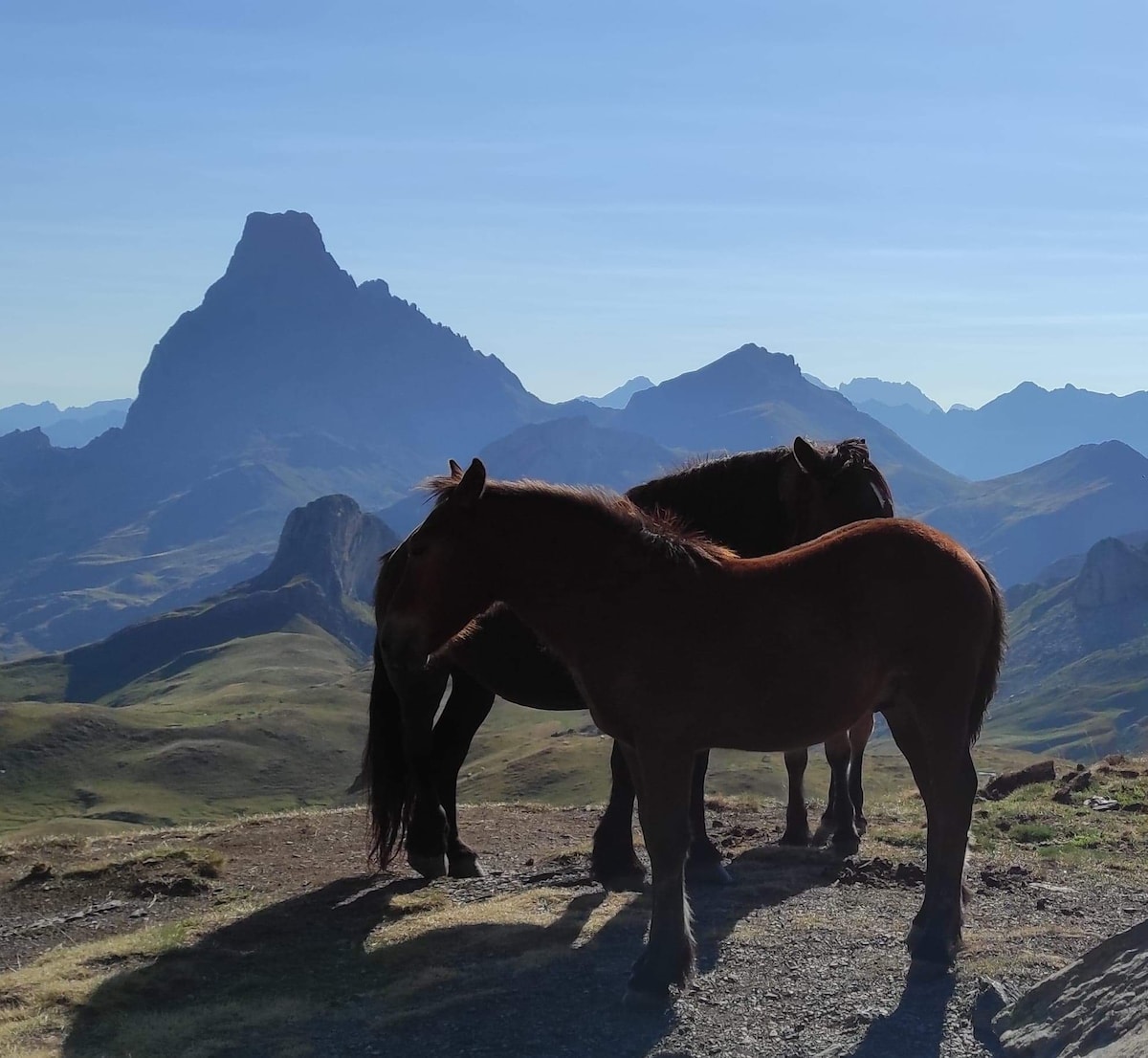 Two brown horses stand on a rocky outcrop, silhouetted against a mountainous landscape. A prominent peak rises in the background, surrounded by rolling hills and valleys. The scene is bathed in soft morning light, highlighting the natural beauty of the area.