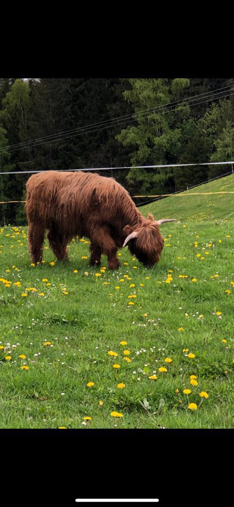 A Highland cow grazes on a lush green meadow filled with bright yellow dandelions and patches of white flowers. The surrounding landscape indicates a tranquil natural setting with gentle slopes and trees in the background.