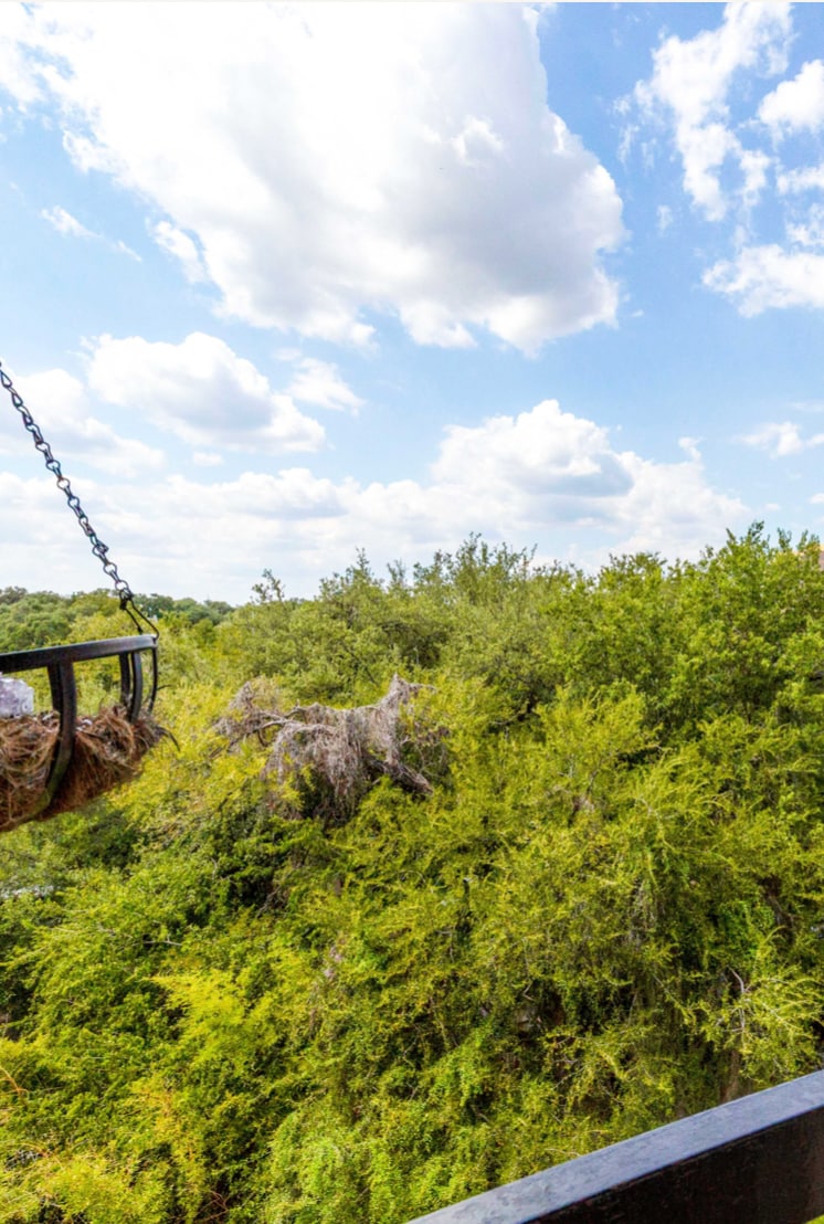 The Water Sol | Stylish Austin Treehouse Vibes