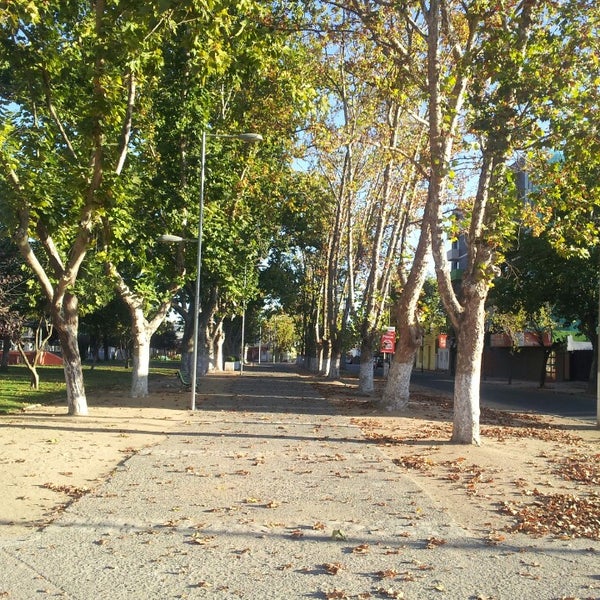 A tree-lined pathway is depicted, with sunlight filtering through the leaves. Tall trees with broad canopies create shade along the walking path, where scattered fallen leaves add texture to the ground. Street lamps are positioned at intervals, enhancing the tranquil setting.