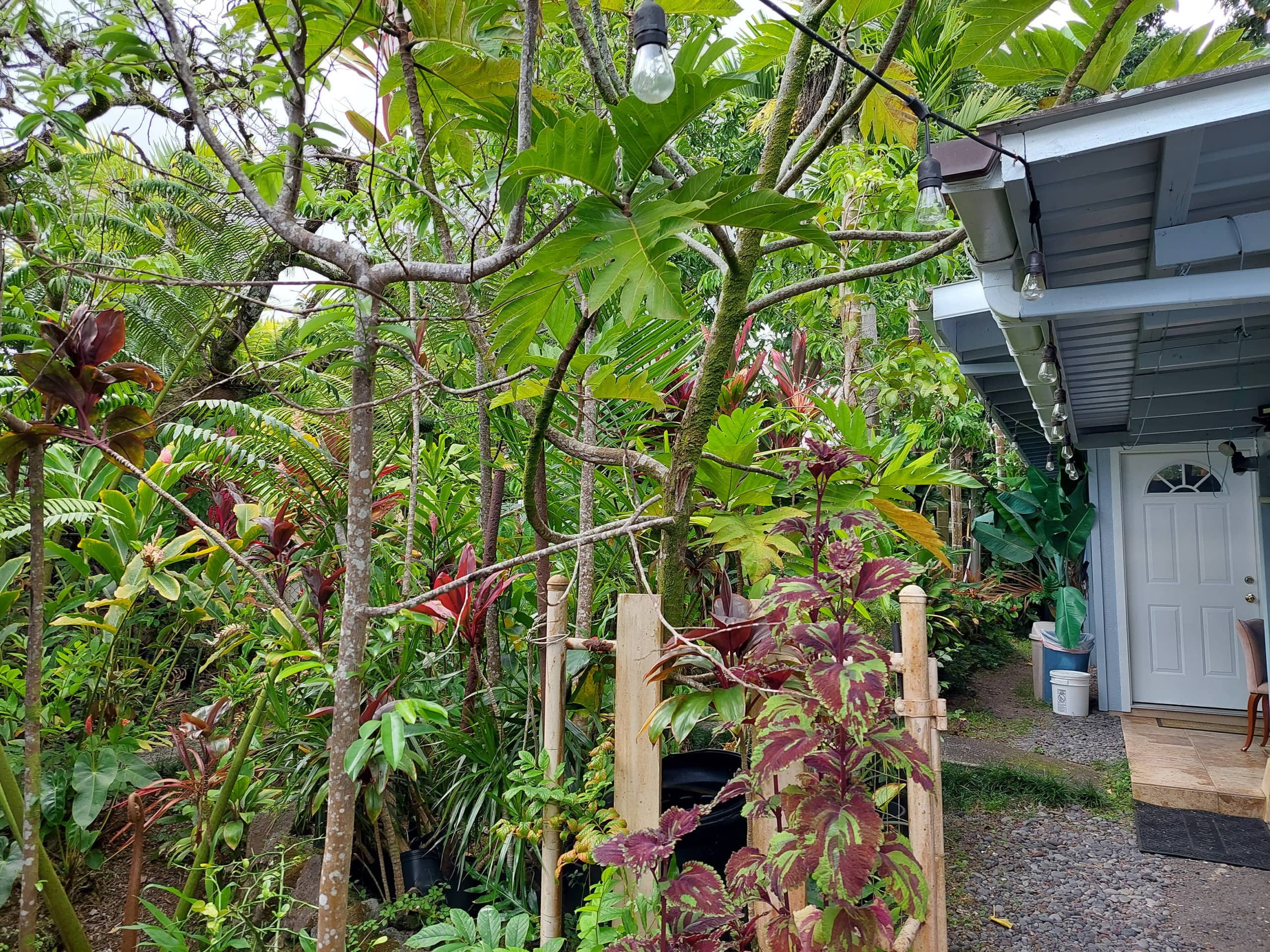 Guesthouse in Hilo · ★4.88 · 1 bedroom · 2 beds · 1 private bath - Image 18