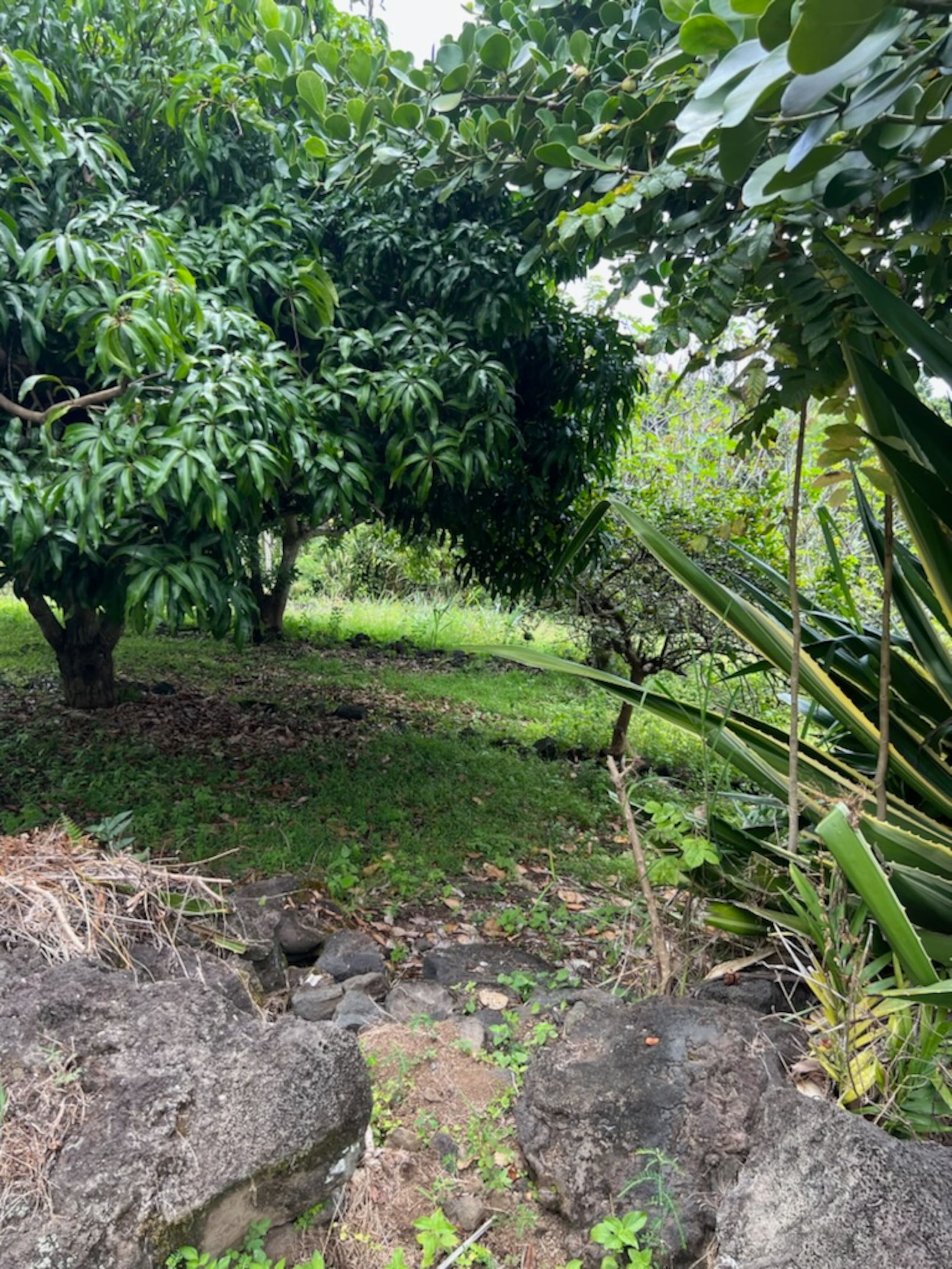 Home in Kailua-Kona · ★5.0 · 3 bedrooms · 6 beds · 2 private baths - Image 20