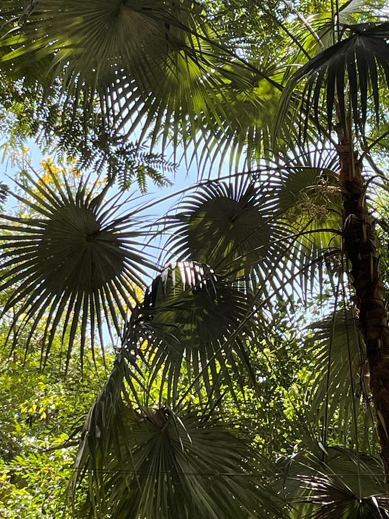 A canopy of vibrant green palm leaves creates a natural ceiling, filtering sunlight and casting dappled shadows on the foliage below. The clear blue sky is faintly visible through the gaps, enhancing the lush and serene ambiance of the surrounding nature.