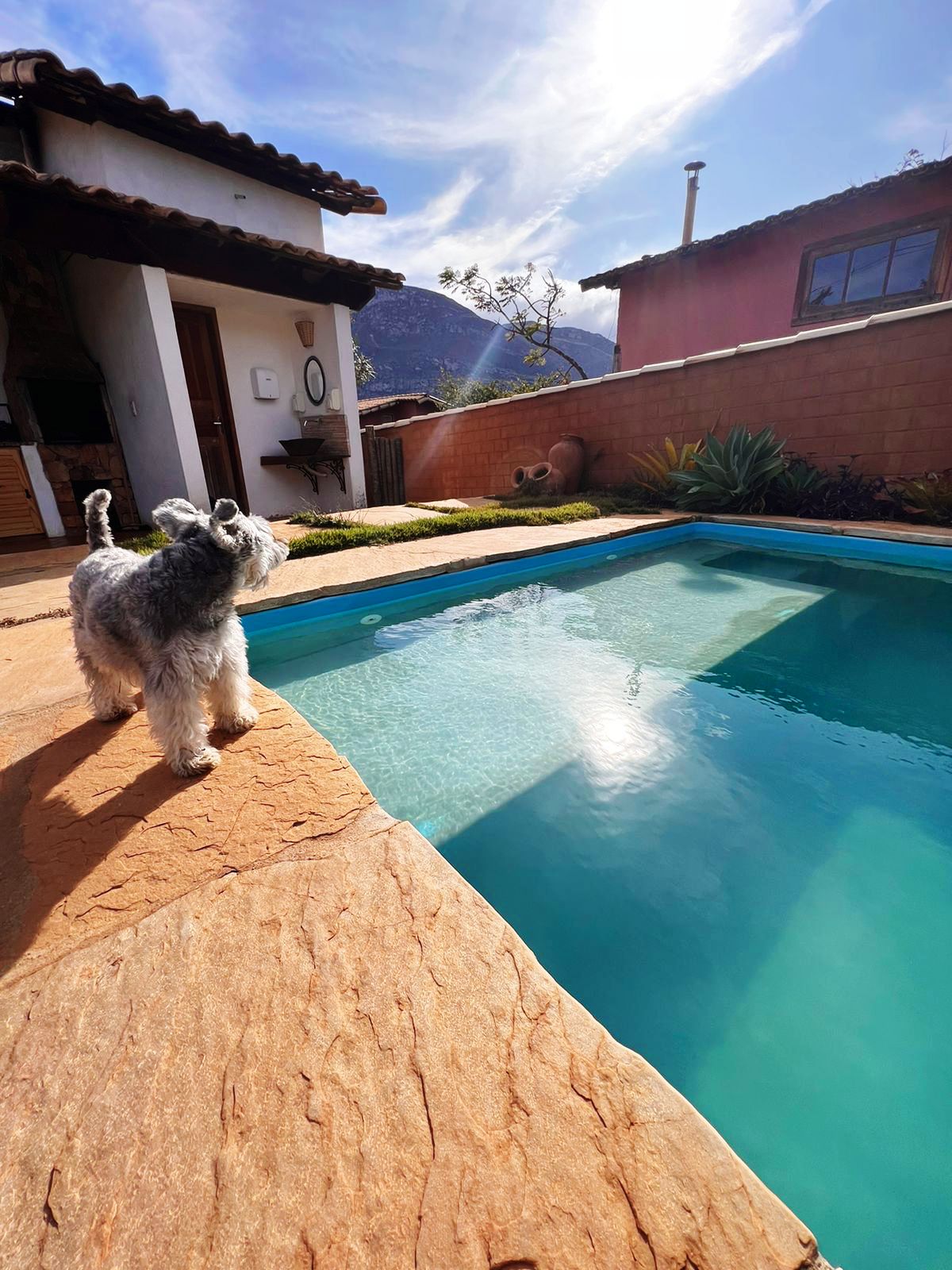 A small dog stands on the edge of a clear swimming pool, looking towards the sunlit mountains in the background. The pool is surrounded by a textured stone patio, with greenery and a building partially visible on the right.
