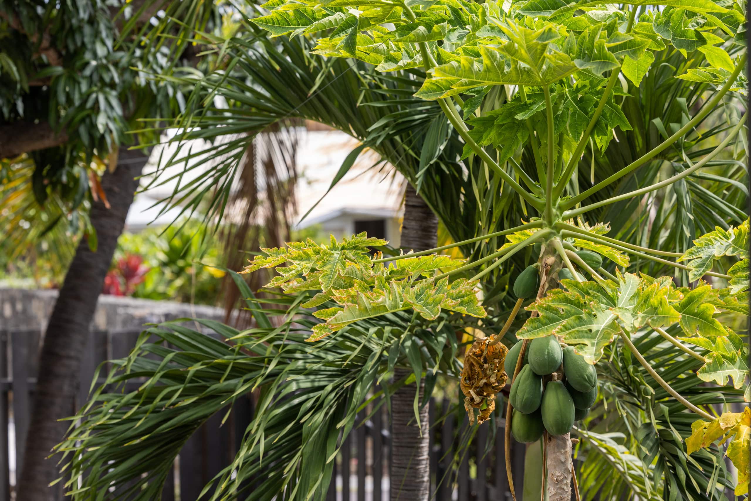 Home in Kailua-Kona · ★4.91 · 2 bedrooms · 4 beds · 2.5 baths - Image 18
