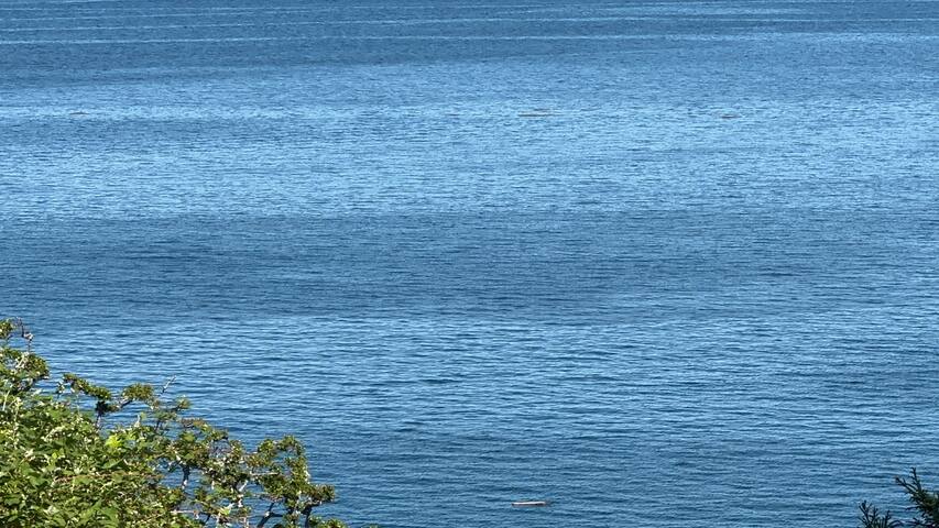 Waterfront Living 1380sf house near DT Victoria gallery image 2