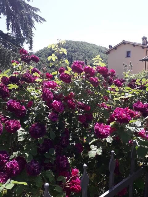 Flowers and colors in Tuscany