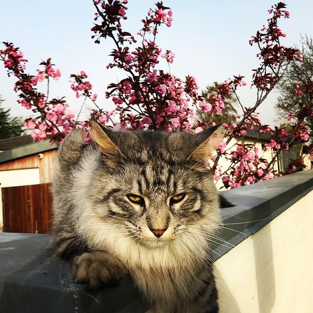 A cat with a gray coat lounges on a stone wall, framed by blooming pink flowers. The petals provide a vibrant contrast to the fur, and a soft sky serves as a backdrop. The relaxed positioning of the cat showcases a calm and serene environment.