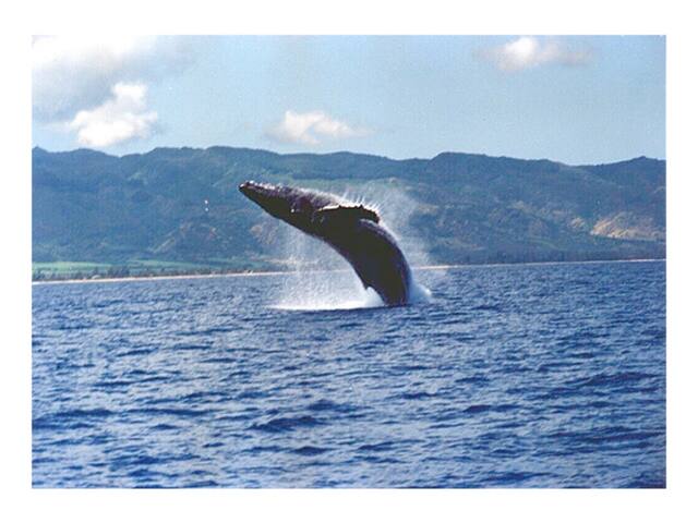 Northshore Oceanfront Home- 5 bedroom/4 bath gallery image 4