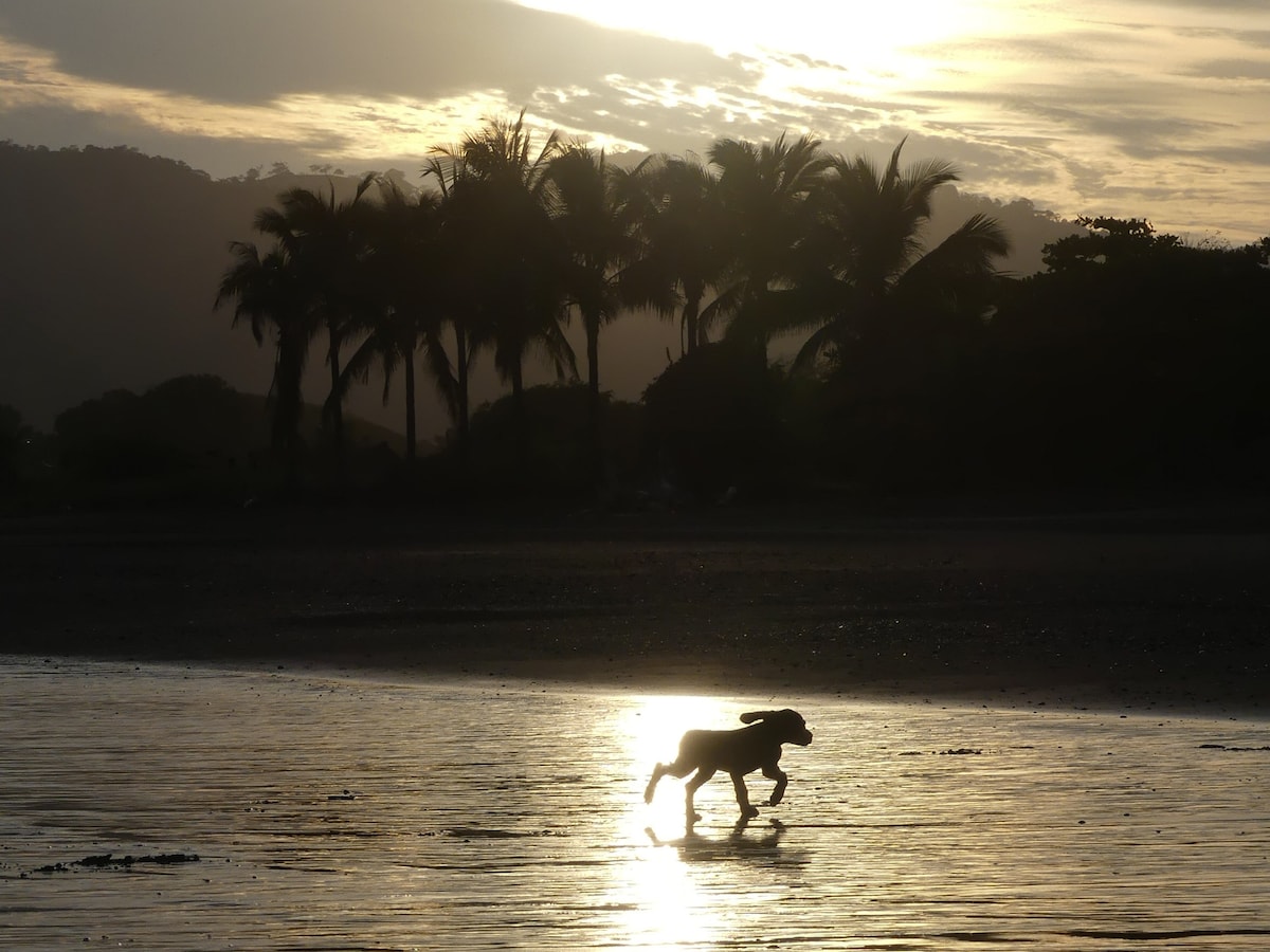 A silhouette of a dog runs along a shoreline at sunset, with the sun reflecting on the water. In the background, palm trees are softly outlined against the colorful sky, creating a serene natural setting.