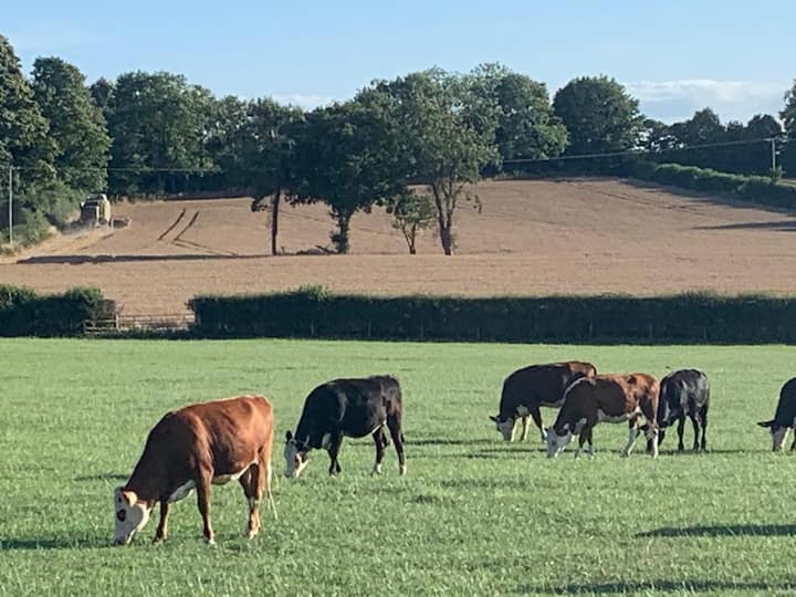 Hill Farm Shepherd Hut photo 5