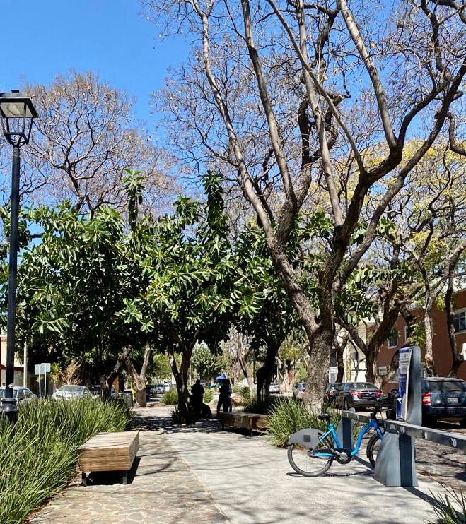 A peaceful walkway is lined with tall, leafless trees, providing a canopy over a stone path. Benches made of wood are positioned along the sides. Lush greenery is visible, contributing to the calm environment. A bike station can be seen beside the path.